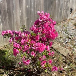 Meet your Posher, Collins